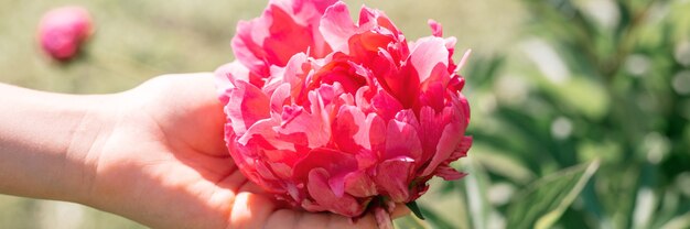 Cabeza de flor de peonía rosa en plena floración en una mano de niños sobre un fondo de hojas verdes borrosas