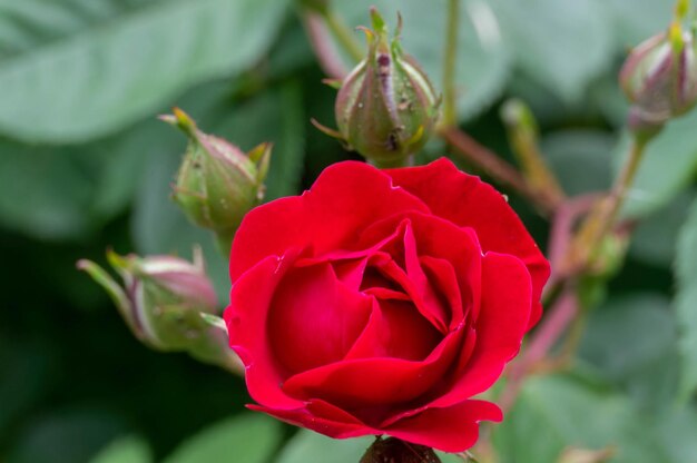 Cabeza de flor de rosa roja con capullos