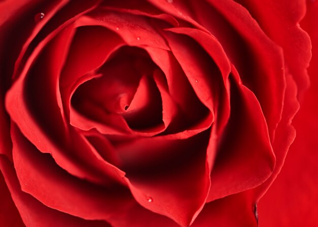 Una cabeza de flor rosa roja sobre blanco