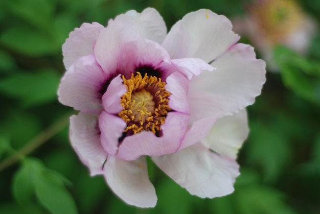 Cabeza de flor rosada fresca de la peonía, primavera en jardín.