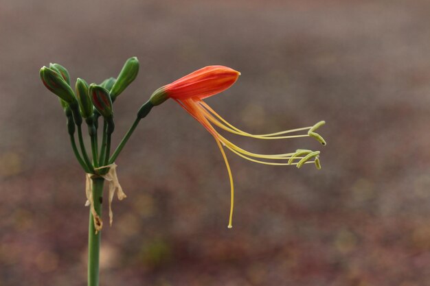 Foto cabeza de flor en satun