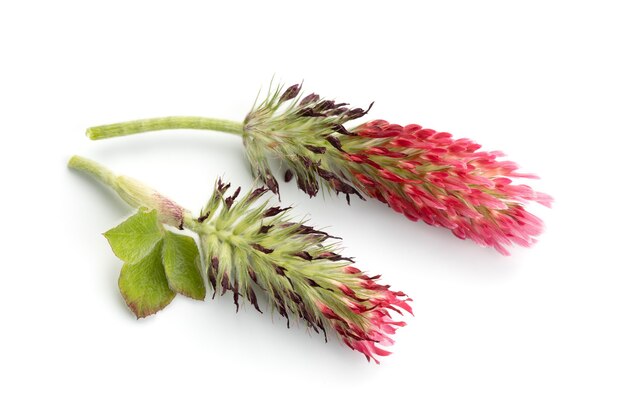 Cabeza de flor de trébol carmesí aislada sobre fondo blanco. Trifolium incarnatum L