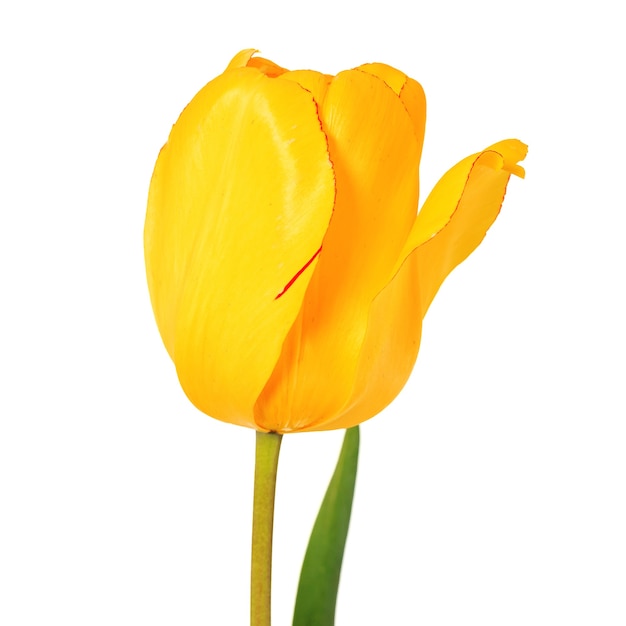 Cabeza de flor de tulipán amarillo vista cercana aislado sobre fondo blanco diseño de primavera