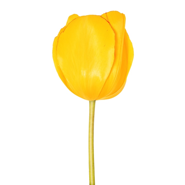 Cabeza de flor de tulipán amarillo vista cercana aislado sobre fondo blanco.