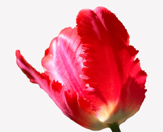 Cabeza de flor de tulipán rojo aislado en blanco