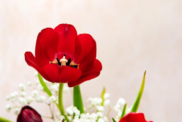 Cabeza de flor de tulipán rojo