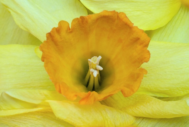 La cabeza floreciente de una flor de narciso de cerca