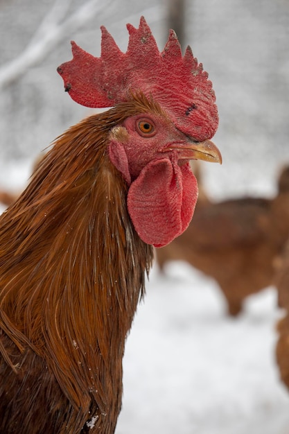 Cabeza de un gallo rojo Fondo borroso