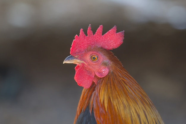 Foto cabeza de gallo