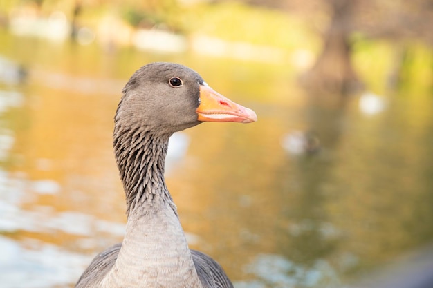 Cabeza de un ganso gris Retrato de un pájaro en un espacio de fondo borroso para texto