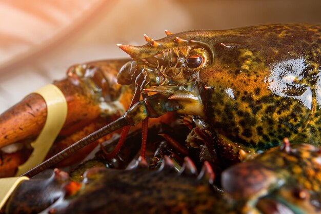 Cabeza y garra de bogavante. Garra atada de langosta cruda. Caparazón fuerte con púas. Criatura atrapada en el mar.