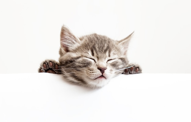 Cabeza de gatito del animal doméstico con patas siesta fondo de bandera blanca. Gatito durmiendo sobre cartel en blanco