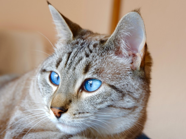 Cabeza de gato encantador con ojos azules mirando hacia el lado interior de la casa