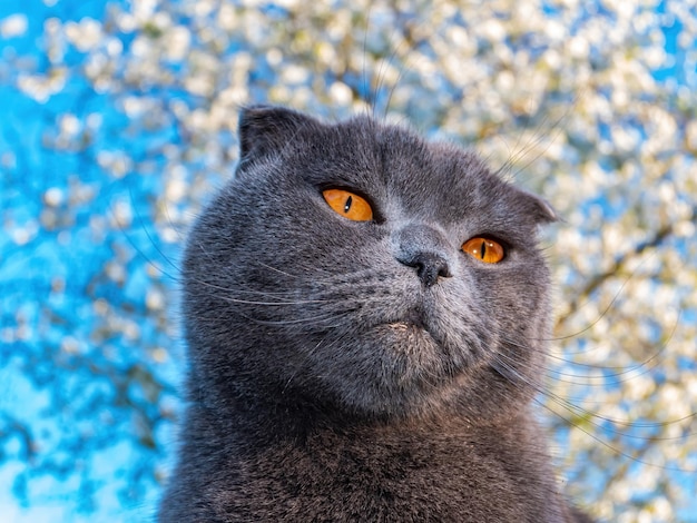 Cabeza de un gato Fold escocés gris con ojos naranjas