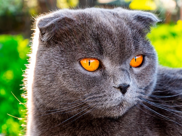 La cabeza de un gato plegable gris con ojos naranjas.