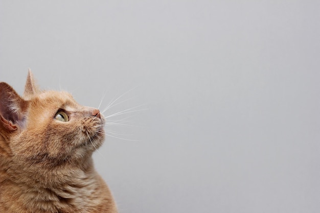 Foto la cabeza de un gato rojo. un gato pelirrojo mirando hacia arriba frente a él.