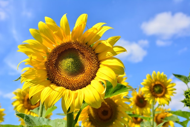 cabeza de girasol aislada con cielo azul en el fondo, primer plano