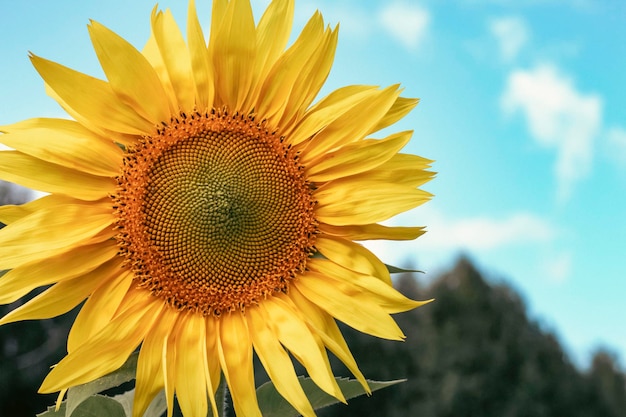 Cabeza de girasol amarillo sobre fondo de cielo azul