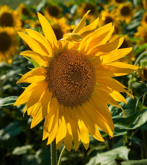 Cabeza de girasol con pétalos iluminados desde atrás