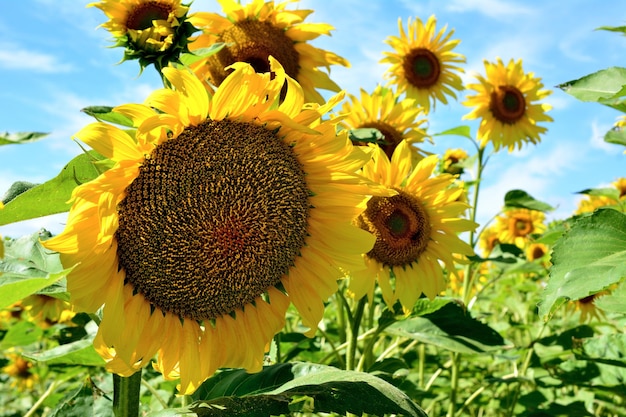 cabeza de girasol con semillas aisladas con campo de girasol y cielo azul en el fondo, macro