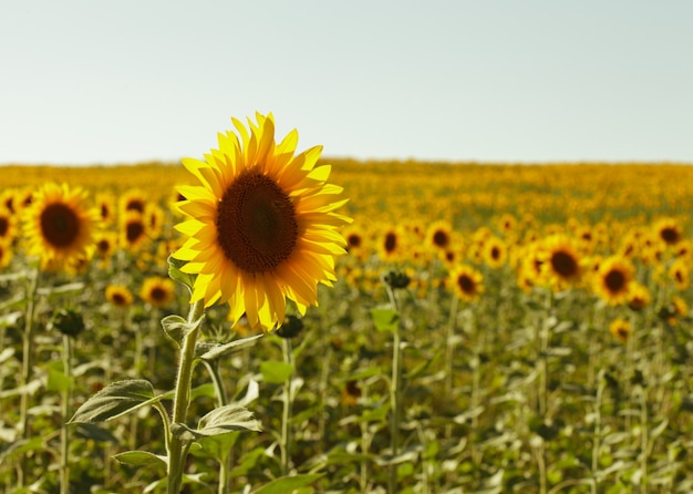 Cabeza de girasol sobre campo en verano