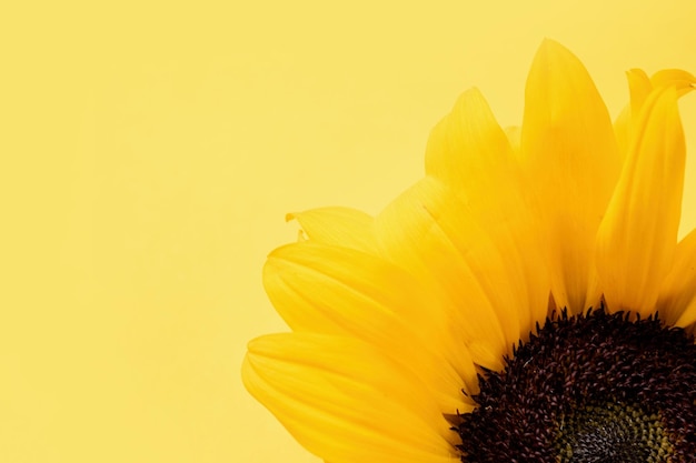 Cabeza de girasol sobre fondo amarillo con espacio de copia mínimo