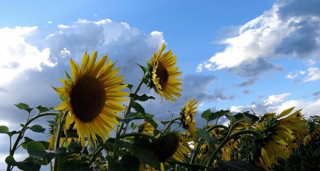 Cabeza de girasoles en un campo bajo un cielo nublado en verano