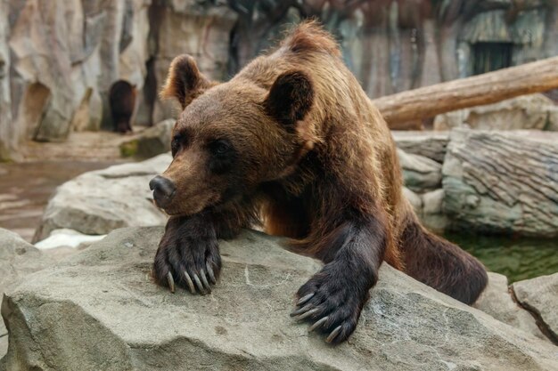 Foto cabeza de un hermoso oso pardo