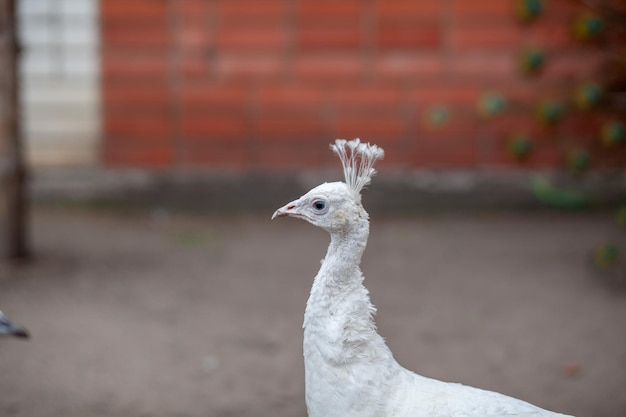 La cabeza de un hermoso primer plano de pavo real blanco en el zoológico