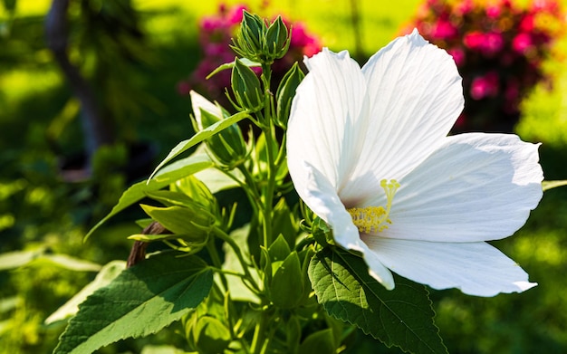 Una cabeza de Hibiscus Mutabilis