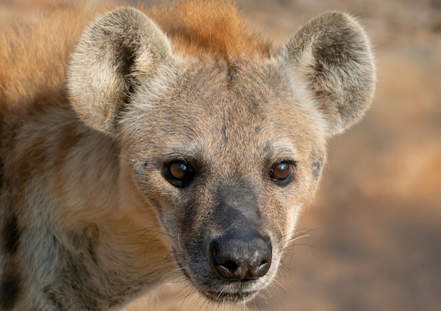 Cabeza de hiena manchada de cerca