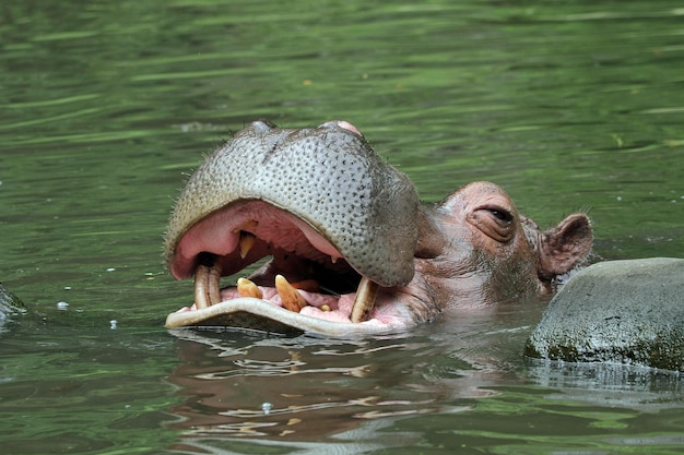 La cabeza de un hipopótamo espera comida en el río.