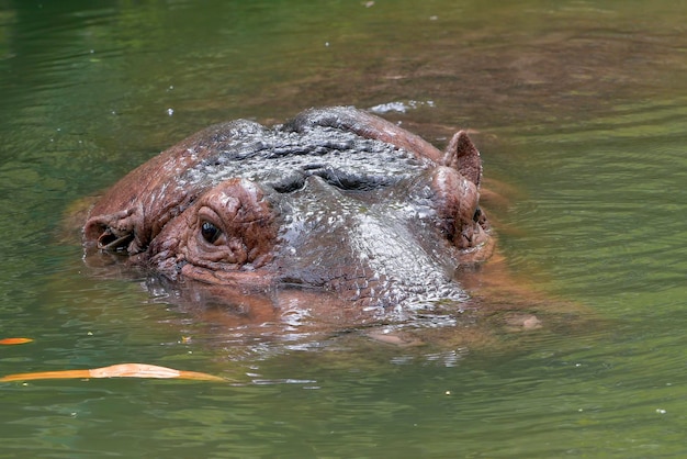 Cabeza de hipopótamo grande fuera del agua