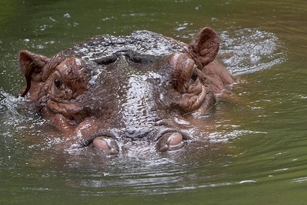 Cabeza de hipopótamo grande fuera del agua