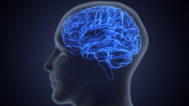 una cabeza humana con un cerebro azul y las palabras cerebro en él