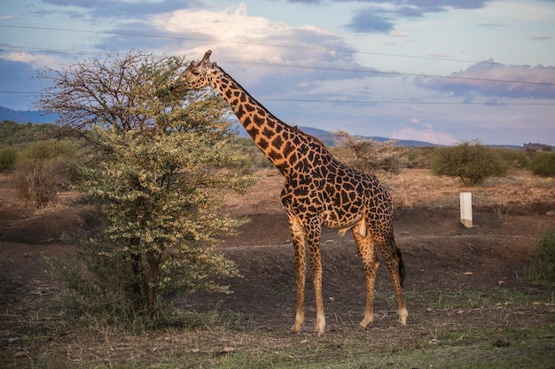 Foto cabeza de jirafa de cerca en la reserva nacional de masai mara, kenia
