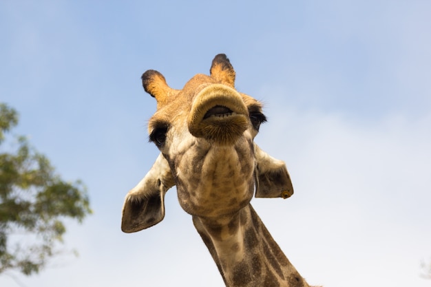 la cabeza de la jirafa se cierra en el zoológico