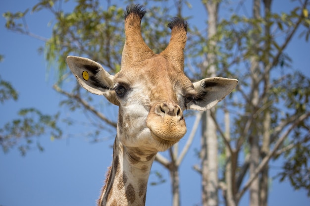 Cabeza de jirafa en el zoológico nacional, Tailandia