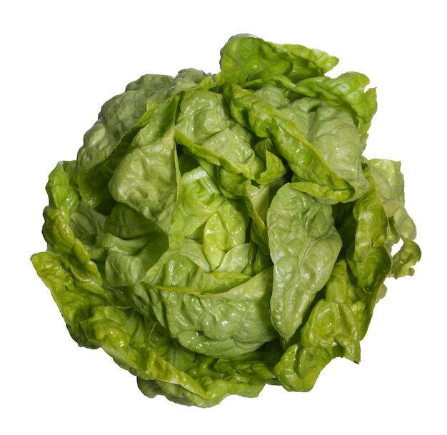 Cabeza de lechuga fresca