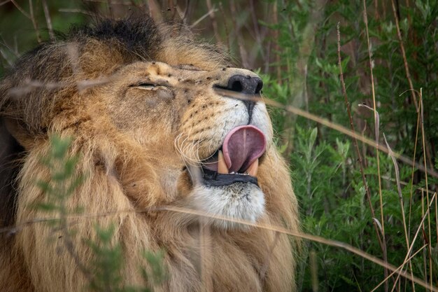 Foto cabeza de león con la lengua afuera