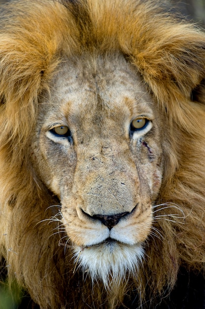 Cabeza de león - Panthera leo en estado salvaje