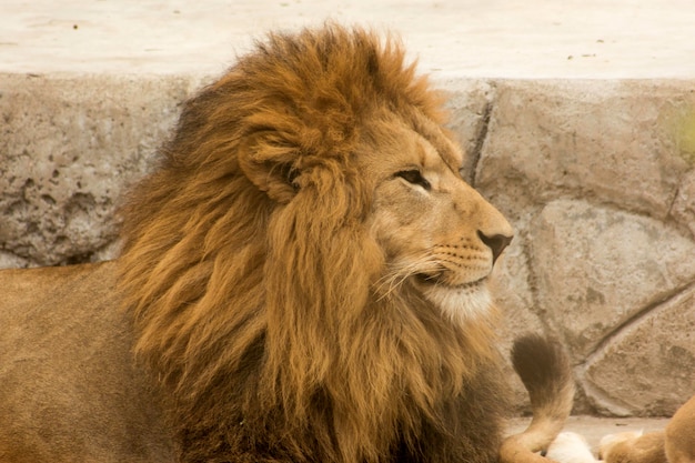 Foto cabeza de león salvaje