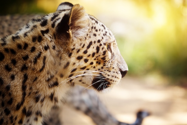 Cabeza de leopardo de cerca