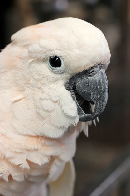 cabeza de loro blanco