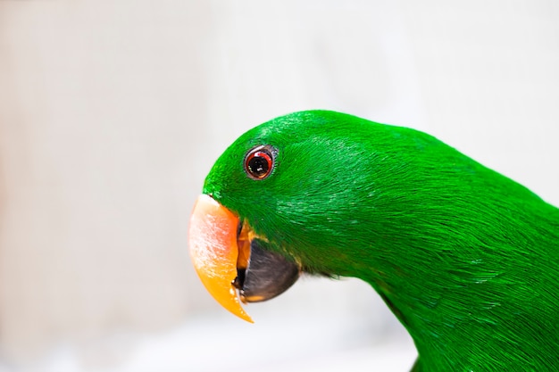 cabeza de loro con plumas verdes