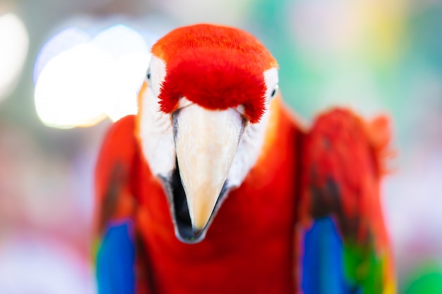 Cabeza de loro rojo con fondo borroso bokeh