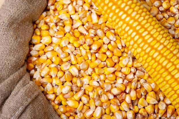 Cabeza de maíz y grano en saco Cultivo de maíz fresco cosechado grano de maíz en saco