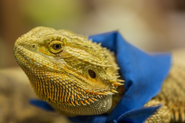 Foto cabeza y ojo de iguana, naturaleza