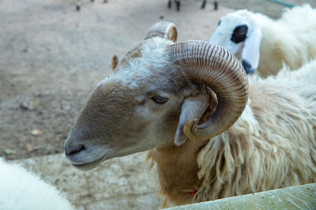 Cabeza de oveja en la granja