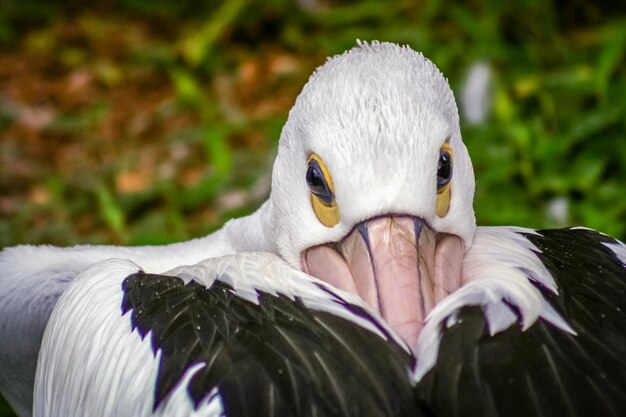 Cabeza de pájaro pelícano